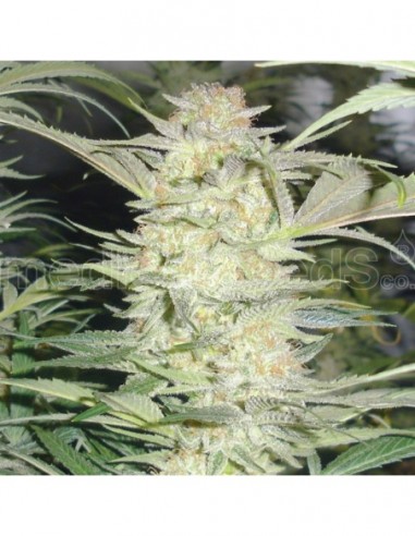 3 UND FEM - WHITE WIDOW 