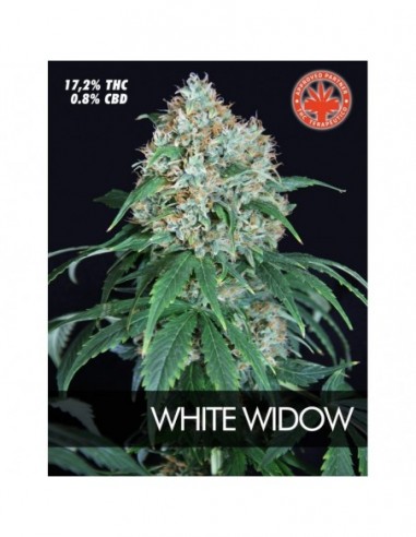 1 UND FEM - WHITE WIDOW * PURE SEEDS 1 UND FEMINIZADA
