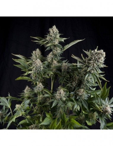 3 UND FEM - WHITE WIDOW 