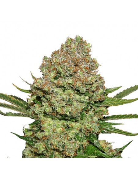 1 UND FEM - WHITE WIDOW 