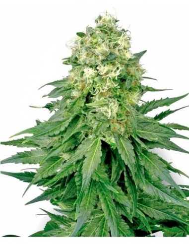 3 UND FEM - WHITE WIDOW 