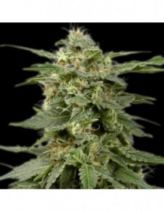 5 UND REG - WHITE WIDOW - THE BULLDOG SEEDS REG 5 UND