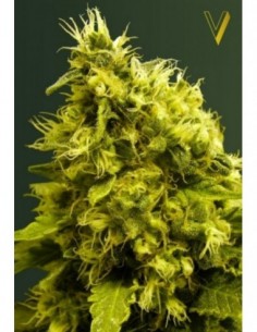 10 UND FEM - WHITE WIDOW 