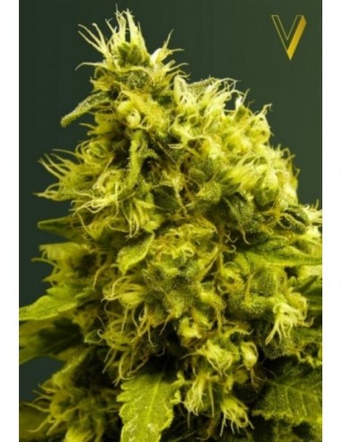 10 UND FEM - WHITE WIDOW 