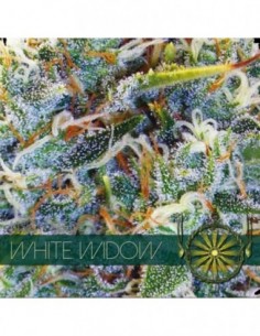 10 UND FEM - WHITE WIDOW (ETIQUETA FRANCESA)