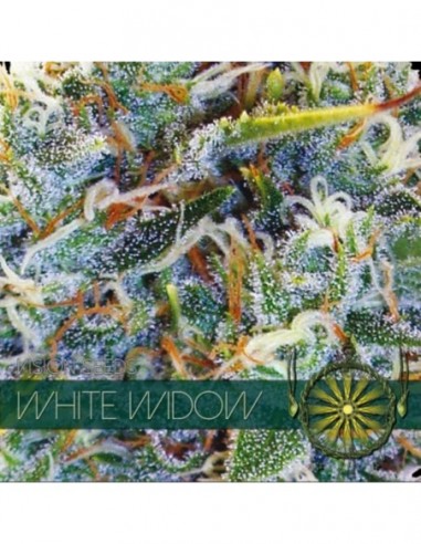 10 UND FEM - WHITE WIDOW (ETIQUETA FRANCESA)
