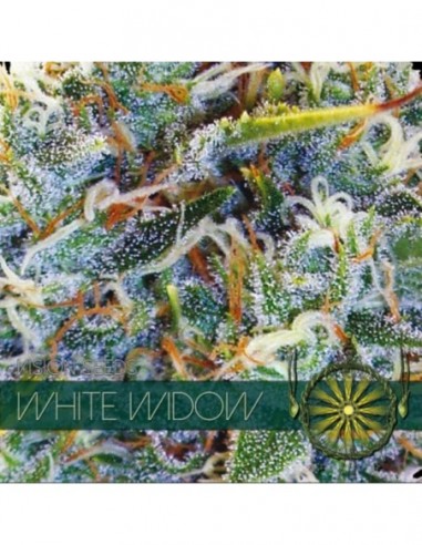 3 UND FEM - WHITE WIDOW 