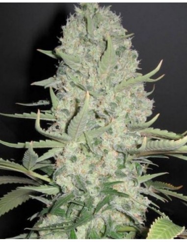 4 UND FEM - WWXBB (WHITE WIDOW X BIG BUD) 