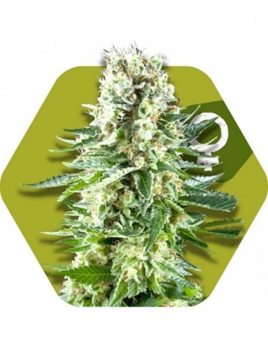 5 UND FEM - WHITE WIDOW XL 