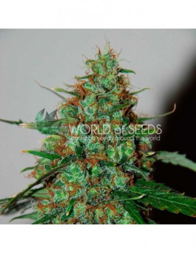 12 UND FEM - WILD THAILAND RYDER (AUTOFLOWERING C.) 