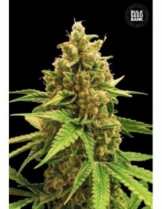 100 UND FEM - WINNING CAKE 