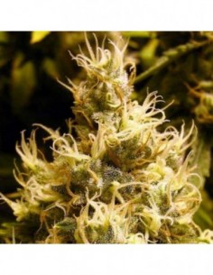 3 UND FEM - WONDER WOMAN * NIRVANA 3 UND FEMINIZADAS