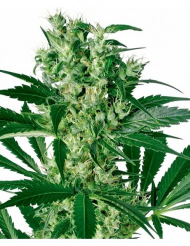 3 UND FEM - X-HAZE  SENSI WHITE LABEL 3 UND FEMINIZADAS