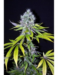 5 UND FEM - YUMMY * CBD CREW SEEDS 5 UND FEMINIZADAS