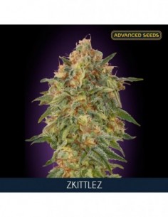 10 UND FEM - ZKITTLEZ   ADVANCED SEEDS 10 UND FEM
