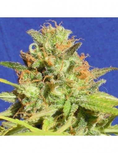 25 UND FEM - ZKITTLEZ AUTO 