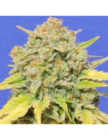 25 UND FEM - ZKITTLEZ 