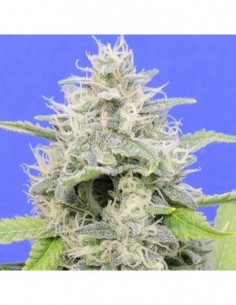 25 UND FEM - ZKITTZY GORILLA 