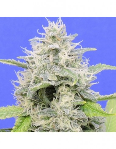 25 UND FEM - ZKITTZY GORILLA 