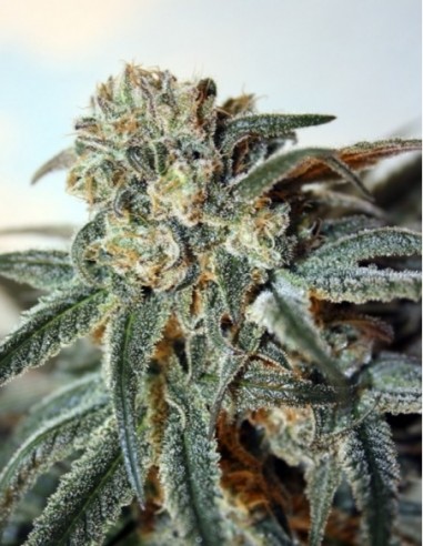 1 UND FEM - ZOMBIE KUSH 