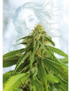 5 UND FEM - AFRODITE 