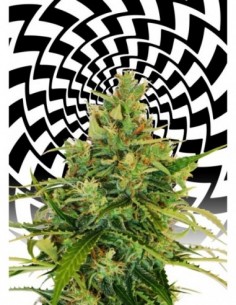 5 UND FEM - AMNESI-K LEMON 