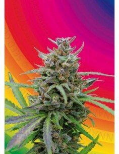 3 UND FEM - BABY BOOM AUTO 