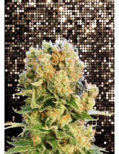 5 UND FEM - DIESEL GLUE 