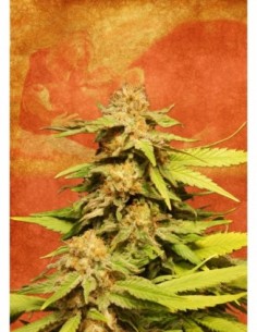 5 UND FEM - BIG BULL 