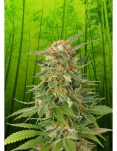 5 UND FEM - GINGER PUNCH AUTO 