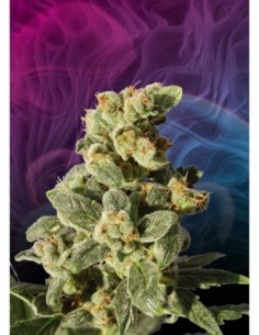 5 UND FEM - GNOMO AUTO 