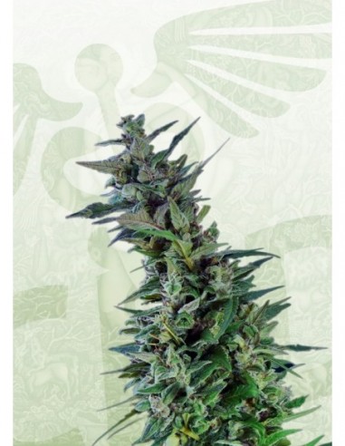 10 UND FEM - KAMA KUSH CBD 