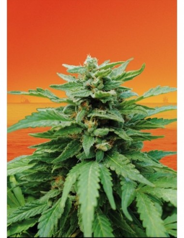 1 UND FEM - KARIBBEAN MANGO 
