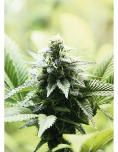 100 UND FEM - INDICA CREAM 