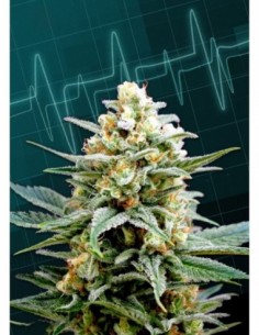 10 UND FEM - KRITIKAL-K 