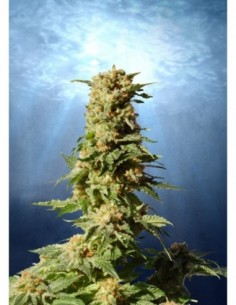 5 UND FEM - LA BLANCA 