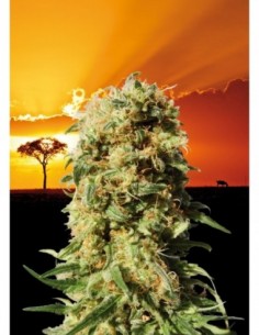 3 UND FEM - LA REINA DE AFRICA aka KABOOM 