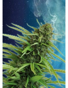 10 UND FEM - MATARO BLUE 