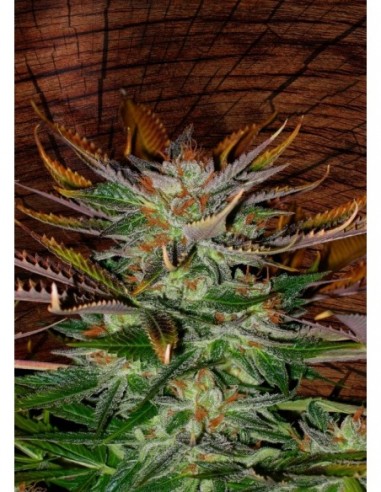 25 UND REG - MCEARLY * KANNABIA SEEDS 25 UND REGULARES