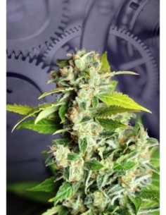 5 UND FEM - MIKROMACHINE AUTO 