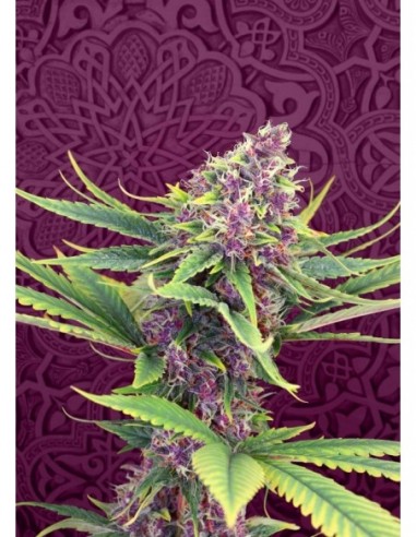 3 UND FEM - PURPLE KUSH 