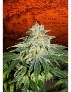 100 UND FEM - RUSSIAN DOLL 