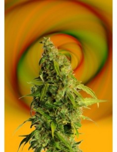 10 UND FEM - SPEEDY BOOM AUTO 