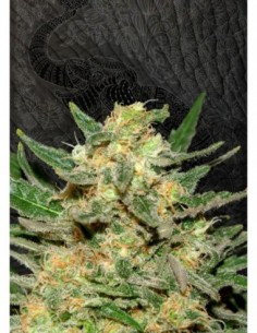 5 UND FEM - THAI FANTASY 