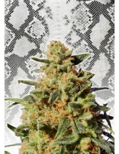 10 UND FEM - WHITE DOMINA 