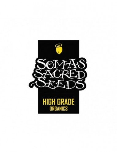 5 UND REG - AMETHYST BUD  * SOMA SEEDS REGULAR 5 UND REG