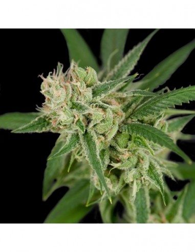 12 UND REG - SOUR BANANA SHERBET 