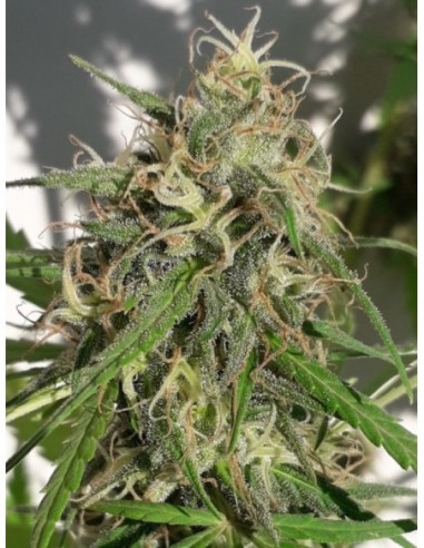 5 UND REG - NUEVA CALEDONIA 