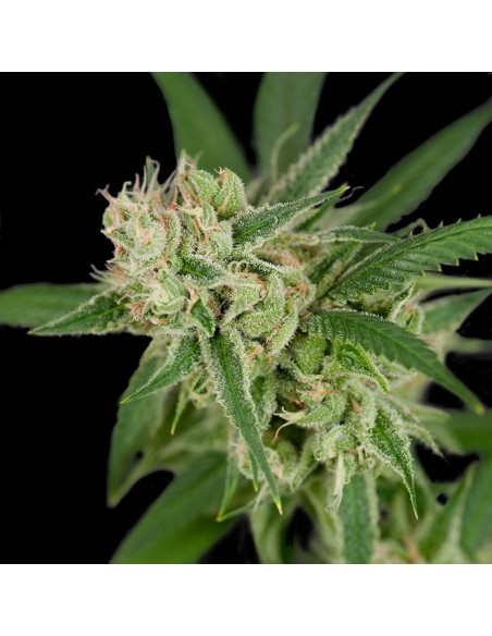 12 UND REG - SOUR BANANA SHERBET 