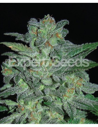 15 UND FEM - NORTHERN LIGHTS 